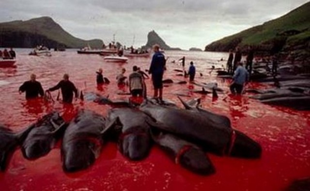 caccia-alle-balene-in-Giappone